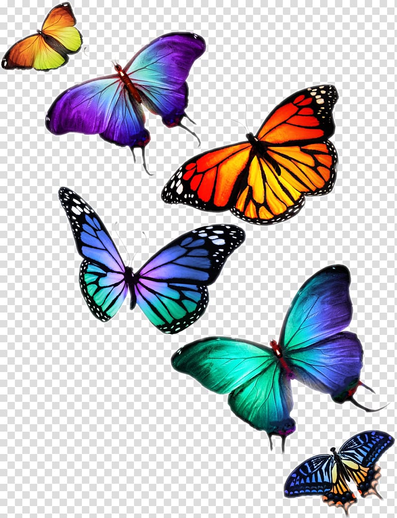 Butterfly Desktop , fly transparent background PNG clipart