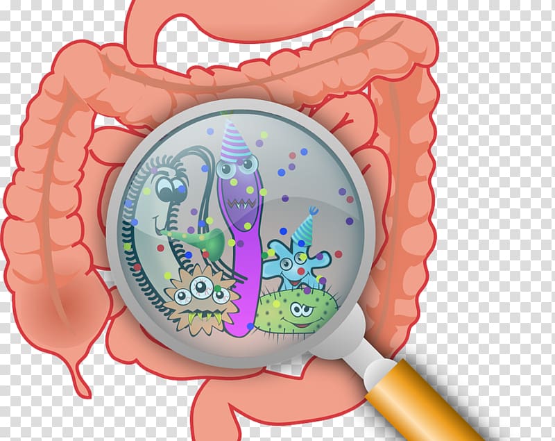 Gastrointestinal tract Gut flora Health Dientamoeba fragilis Nutrition, health transparent background PNG clipart
