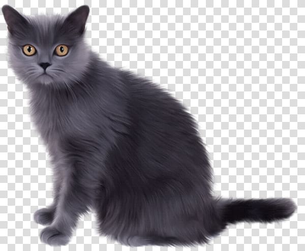 Chartreux Kitten Persian cat Ragdoll Tabby cat, kitten transparent background PNG clipart