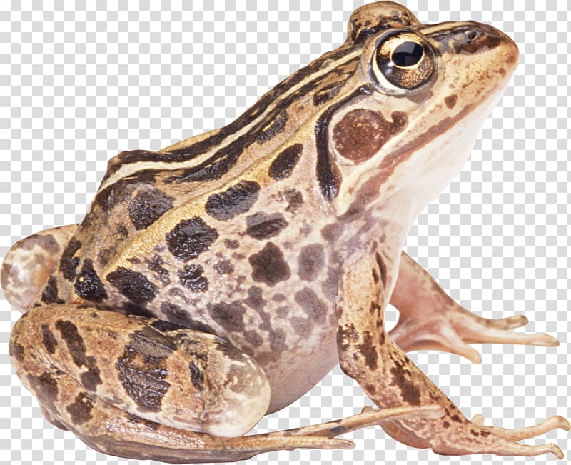 brown and black frog, Brown Frog Sideview transparent background PNG clipart