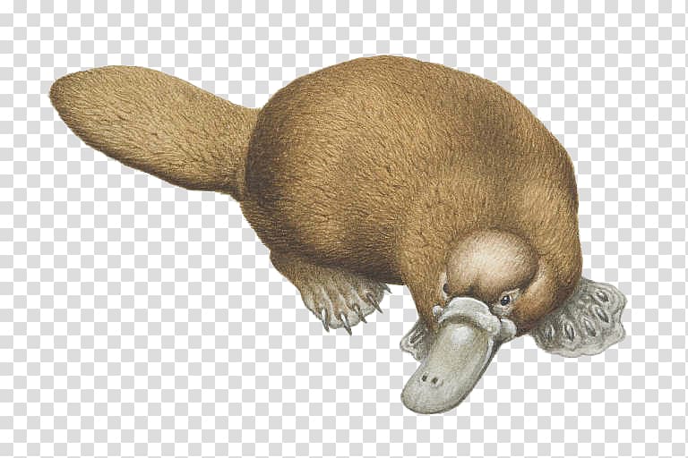Featured image of post Platypus Clipart Png Here you can explore hq platypus transparent illustrations icons and clipart with filter setting like size type color etc