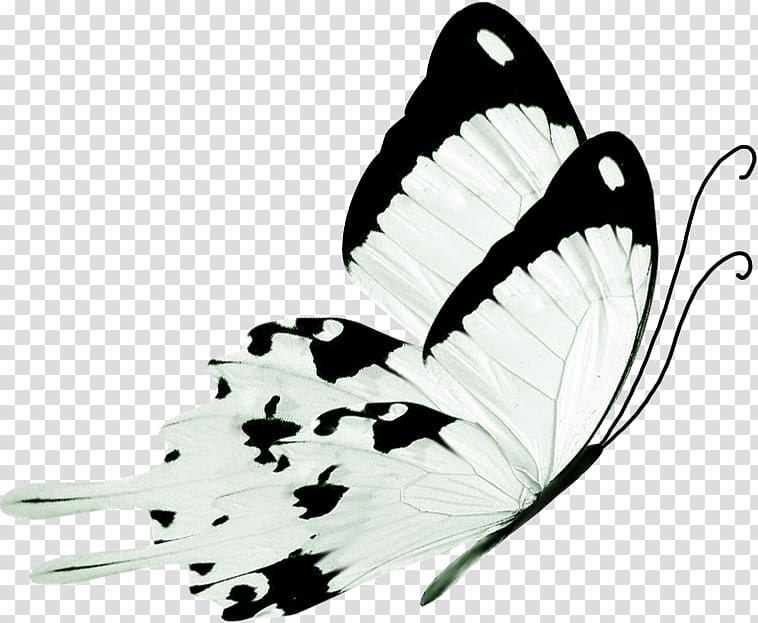 Butterfly Black and white, snow pear transparent background PNG clipart