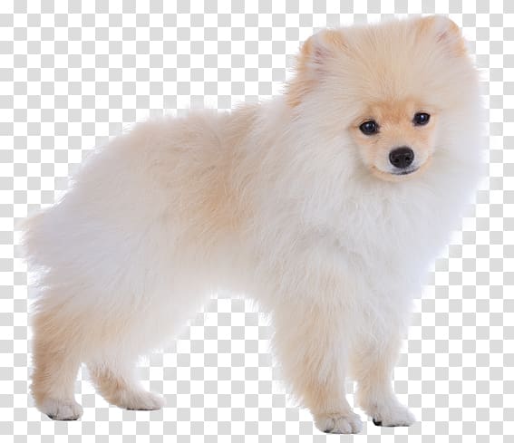 German Spitz Mittel German Spitz Klein Pomeranian Japanese Spitz Finnish Spitz, puppy transparent background PNG clipart