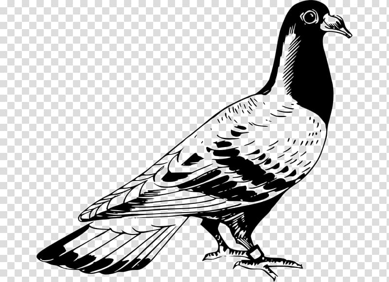 Columbidae Homing pigeon Racing Homer English Carrier pigeon Bird, Bird transparent background PNG clipart
