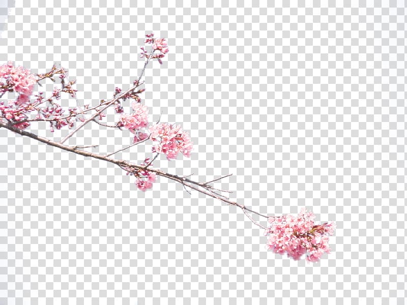Plum blossom Common plum Petal, Cherry blossoms transparent background PNG clipart