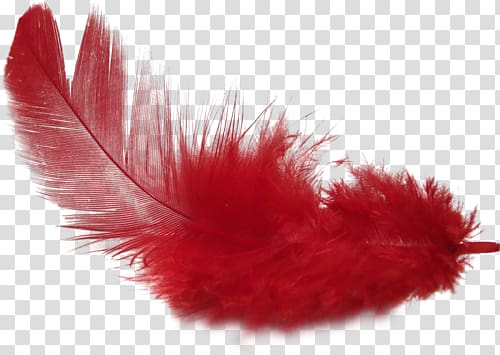 red feather transparent background PNG clipart