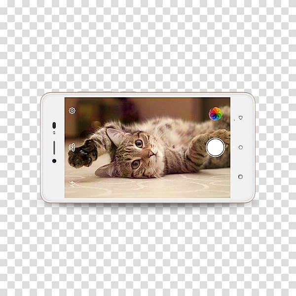 Cat Kitten Dog Veterinarian Purr, highlight material transparent background PNG clipart