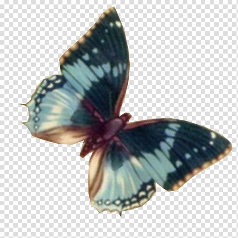 Nymphalidae Computer Barnes & Noble Nook, mooncake graphic transparent background PNG clipart