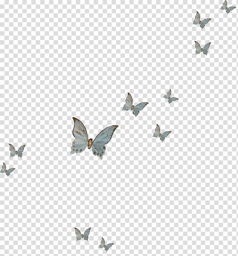 Butterflies illustration, Butterfly Insect, Butterfly Fly transparent  background PNG clipart | HiClipart