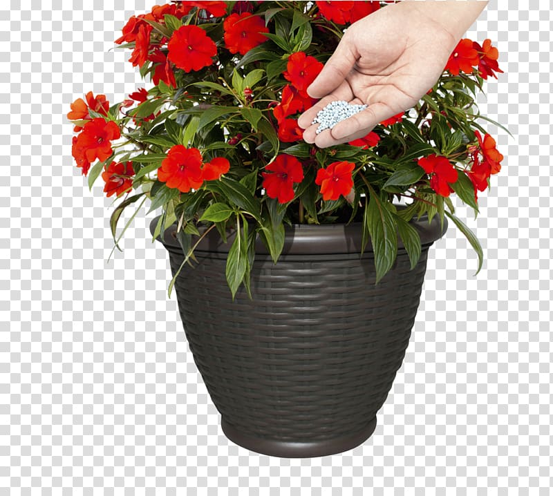 Flowerpot Elatior Begonia Container garden Plants, container gardening transparent background PNG clipart