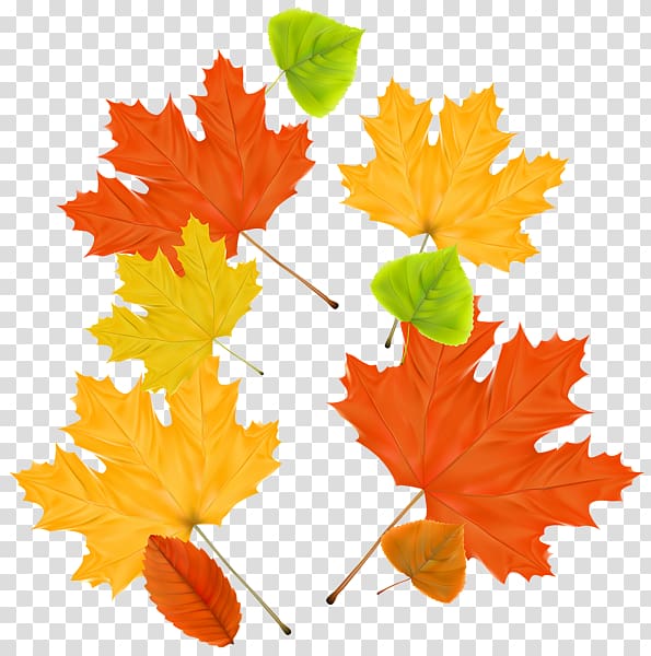 Maple leaf Autumn, autumn leaves transparent background PNG clipart