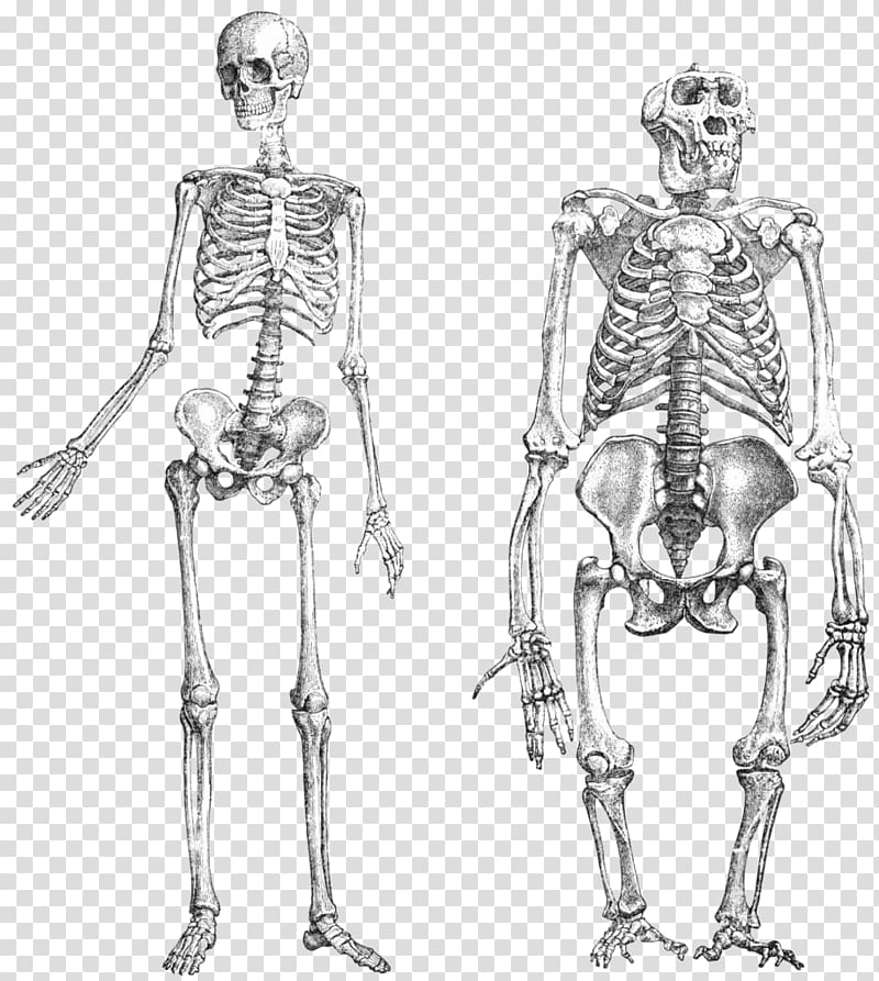 Chimpanzee Gorilla Primate Neandertal Human skeleton, doodle transparent background PNG clipart