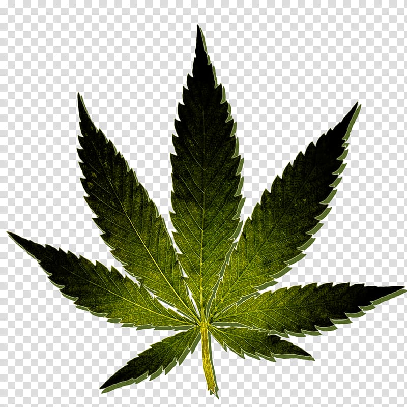 Medical cannabis Kush Hash oil Cannabis sativa, cannabis transparent background PNG clipart