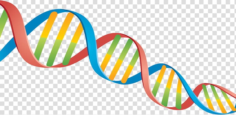 DNA transparent background PNG clipart