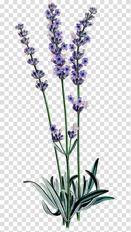 green and purple flowers, English lavender Botanical illustration Botany Lavender oil Familiar Wild Flowers, plant transparent background PNG clipart
