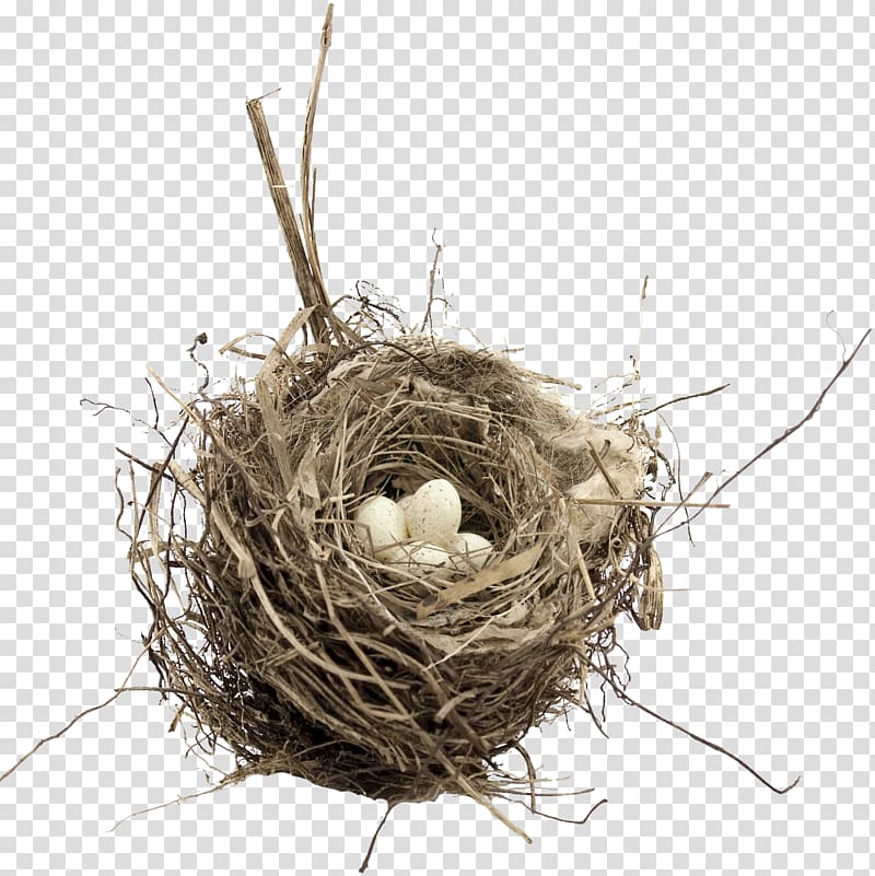 white egg on nest, Bird nest Egg, Nest transparent background PNG clipart