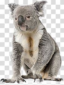 Koala transparent background PNG clipart