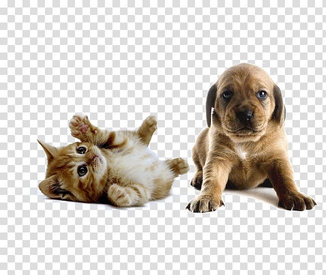 Cat play and toys Kitten Dog Cat Food, Cat transparent background PNG clipart