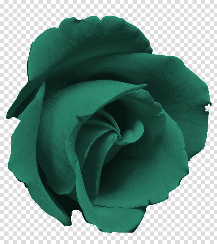 Blue rose Pink Rose garden , teal transparent background PNG clipart