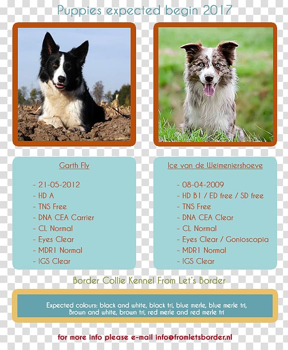 Dog breed Border Collie Scotch Collie Puppy, puppy transparent background PNG clipart