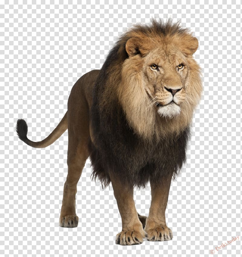 White lion Felidae White-tailed deer , cheetah transparent background PNG clipart