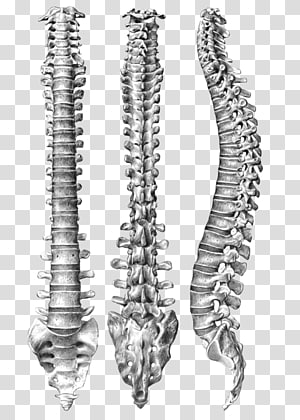 curved spine clipart