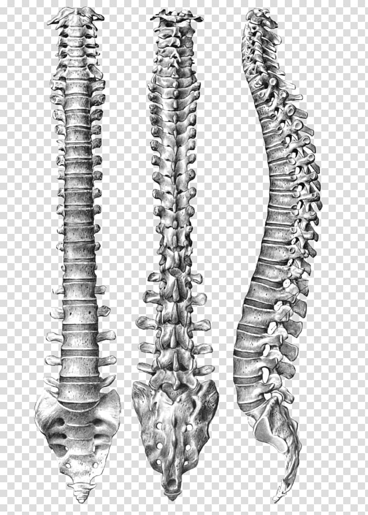 Human vertebral column Spinal Anatomy Human body, vertebral transparent background PNG clipart
