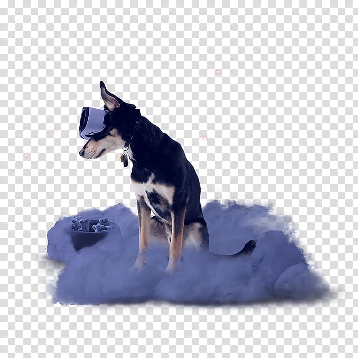 Dog breed Starry Internet Lapponian herder Internet access, cs go cloud 9 transparent background PNG clipart