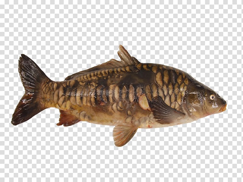 Oily fish Common carp Pond Fish products, cyprinus carpio transparent background PNG clipart