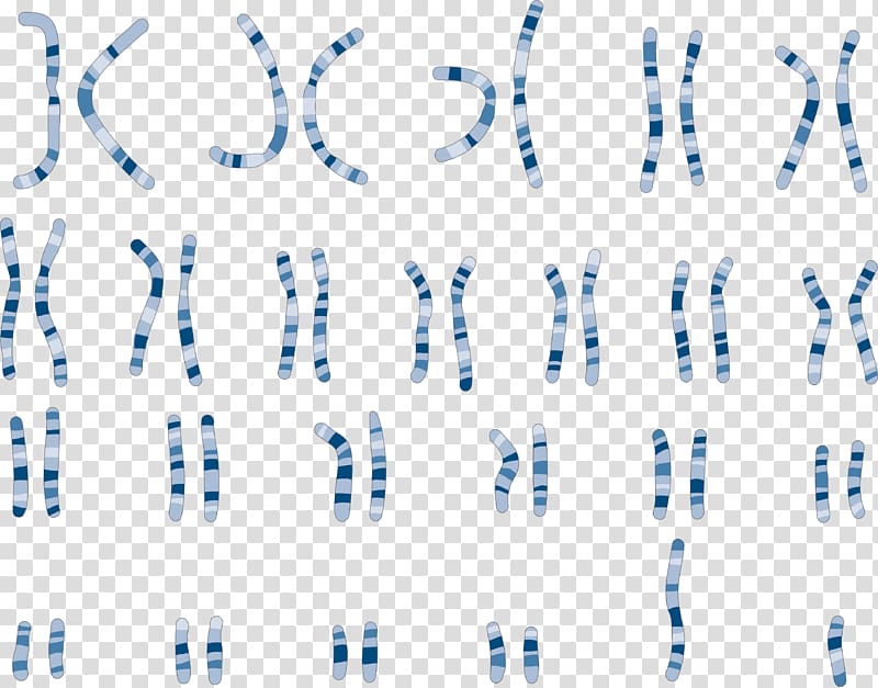 Karyotype Chromosome Genetics Comparative genomic hybridization, chromosome transparent background PNG clipart