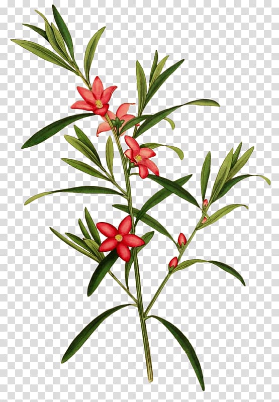 Botanical illustration Botany, flower transparent background PNG clipart