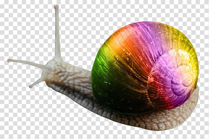 Snail Orthogastropoda, Snail transparent background PNG clipart