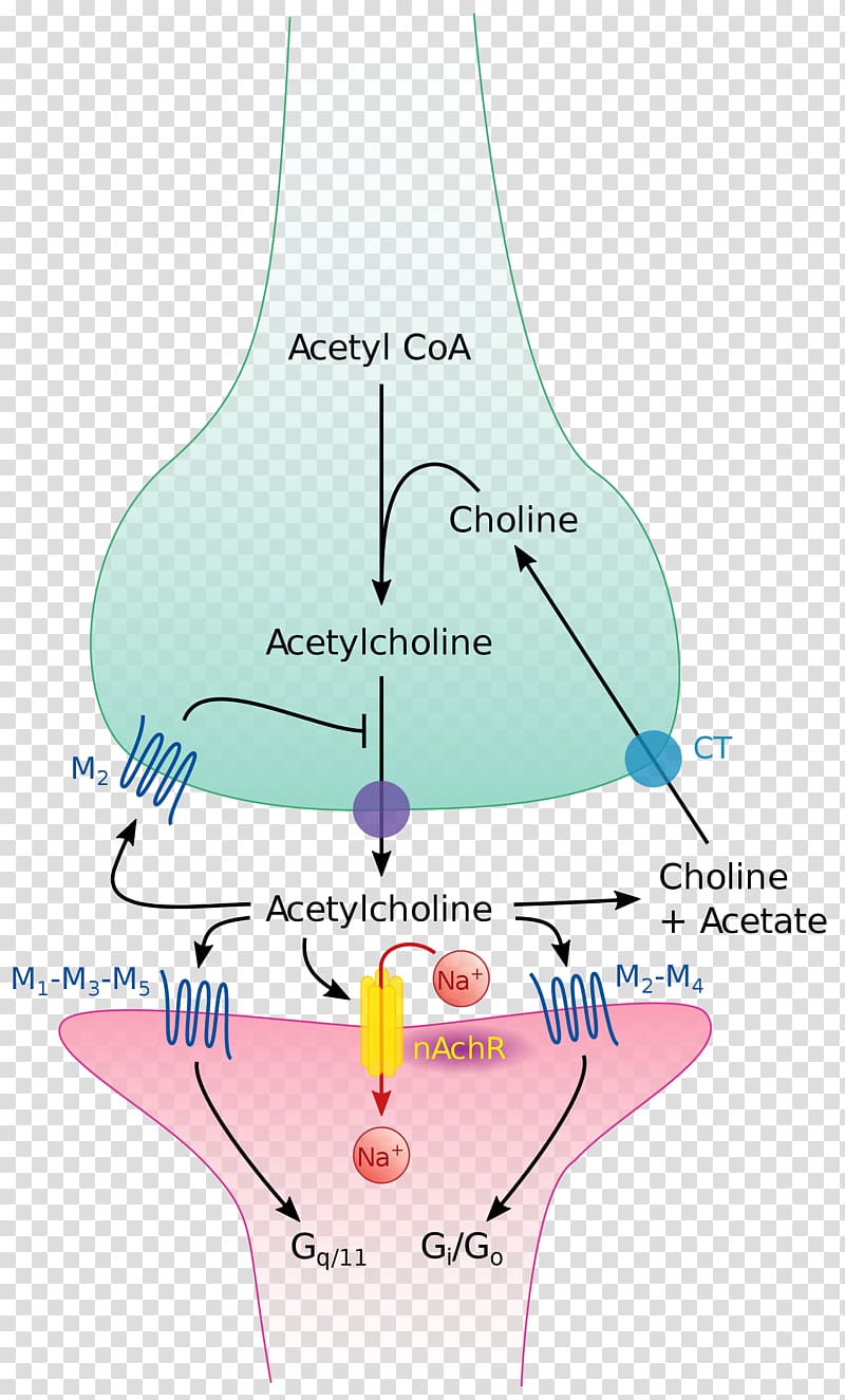 The Cholinergic Synapse Acetylcholine Neurotransmitter, Brain transparent background PNG clipart