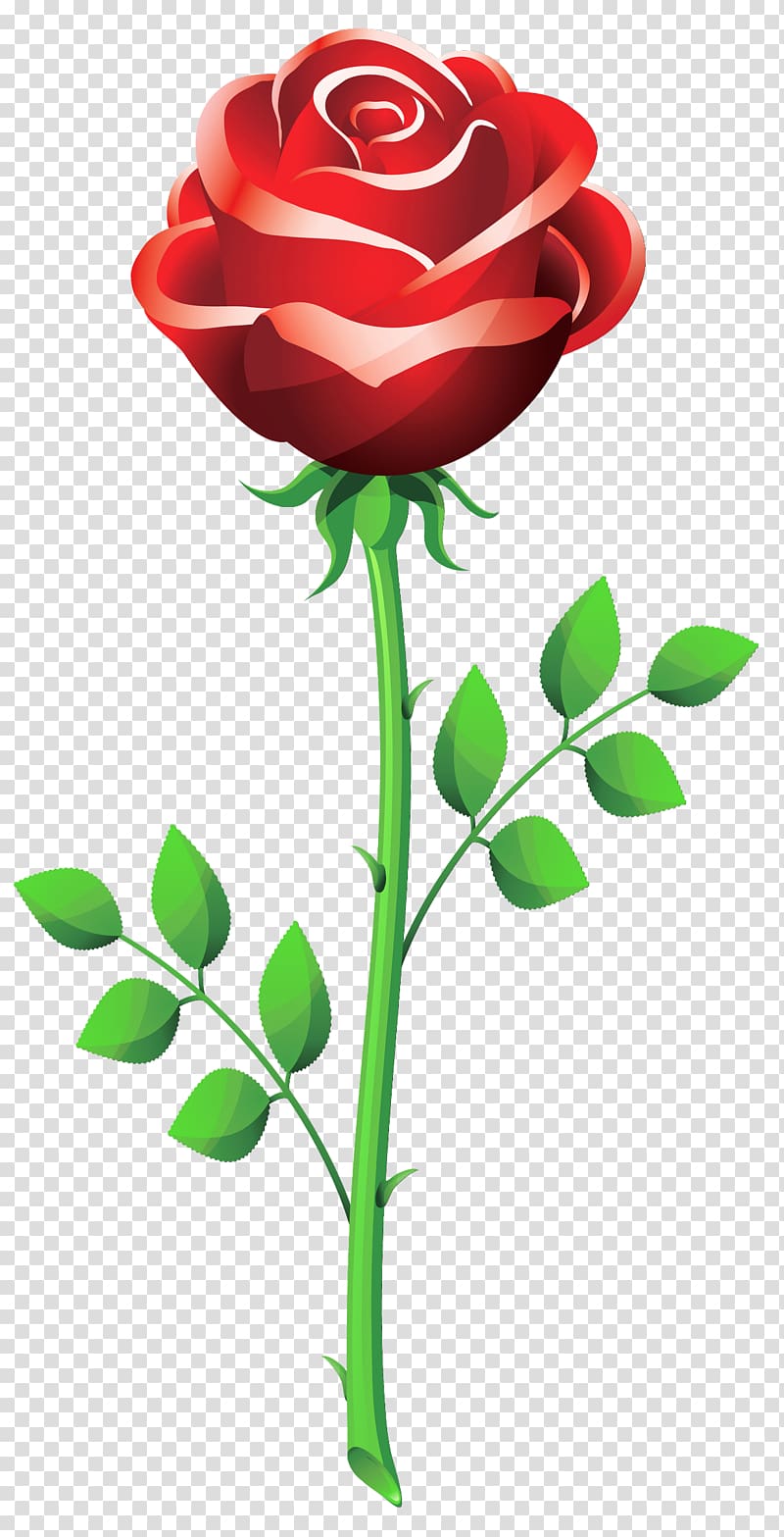 red rose illustration, A Delightful Valentine\'s Day Menu Dinner Breakfast, Rose transparent background PNG clipart