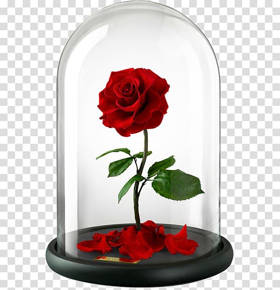 Belle Beast Rose United Kingdom Flower, rose transparent background PNG clipart
