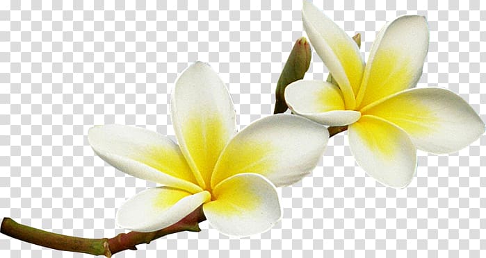 Flower Frangipani , flower transparent background PNG clipart