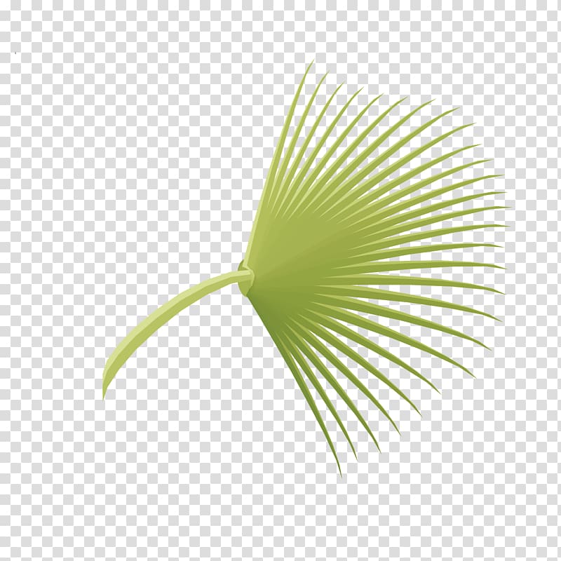 Leaf, Fan-shaped iron tree leaves transparent background PNG clipart