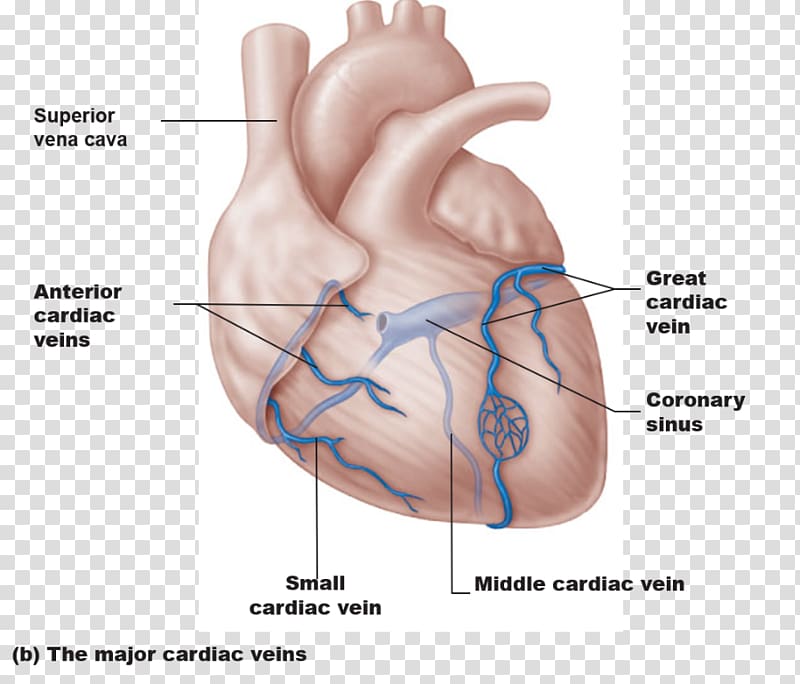 Coronary circulation Coronary sinus Coronary arteries Great cardiac vein Heart, heart transparent background PNG clipart