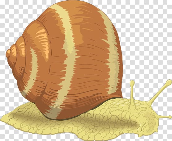 Sea snail , Ag transparent background PNG clipart