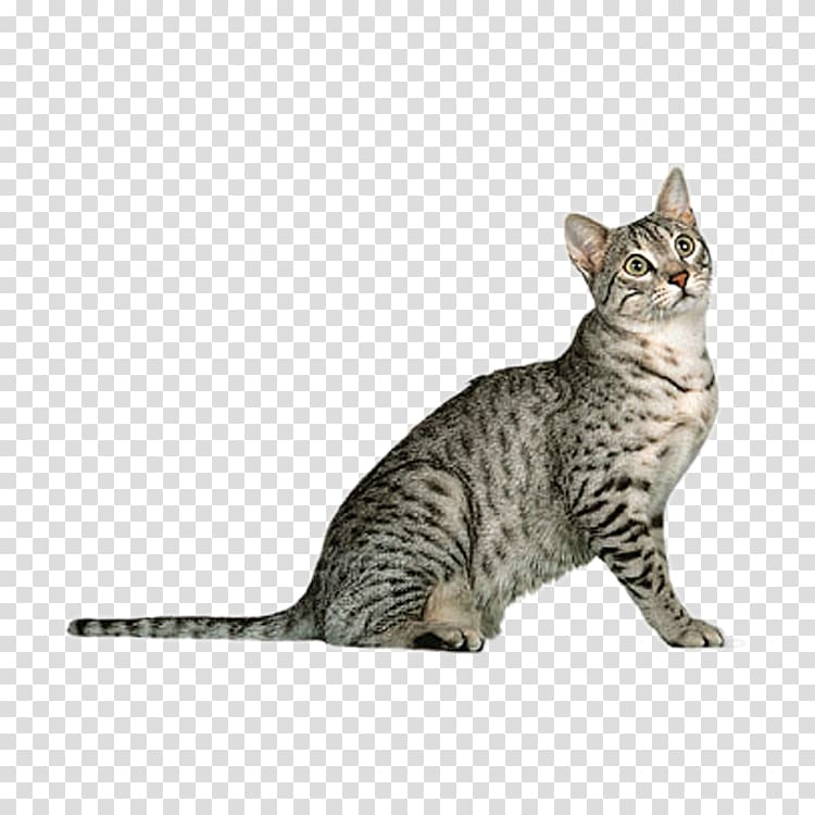 Egyptian Mau Arabian Mau Burmese cat Somali cat British Longhair, Cute cat transparent background PNG clipart