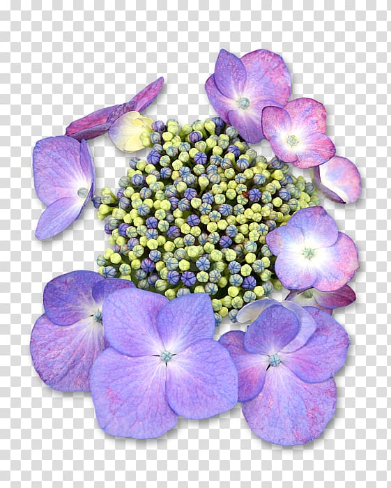 Hydrangea Petal Annual plant Violet Family, American Purple Gallinule transparent background PNG clipart