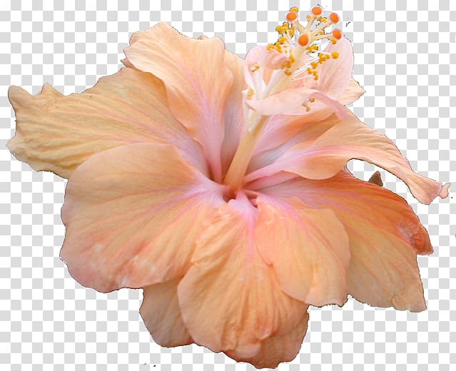 Shoeblackplant Mallows Flower, tropical flower transparent background PNG clipart