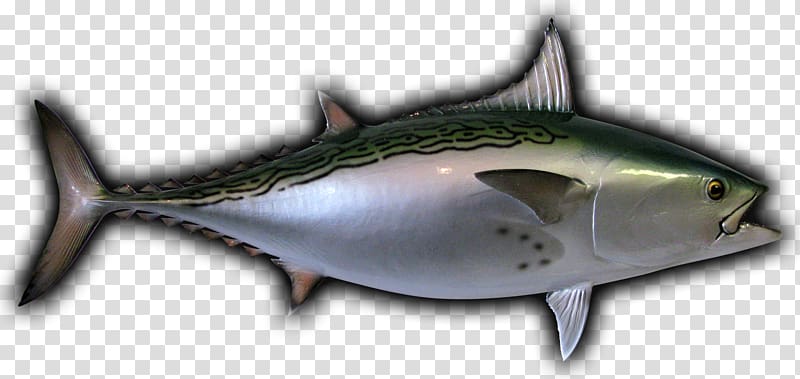 Mackerel Little tunny Albacore Thunnus Oily fish, others transparent background PNG clipart