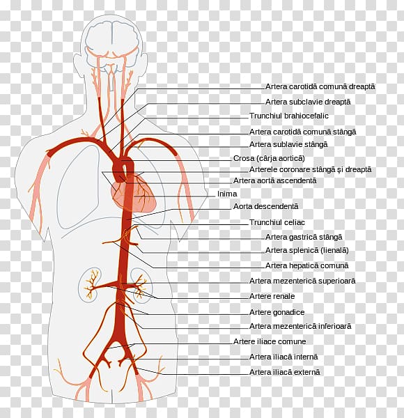 Abdominal aorta Artery Anatomy Human body, the branches transparent ...