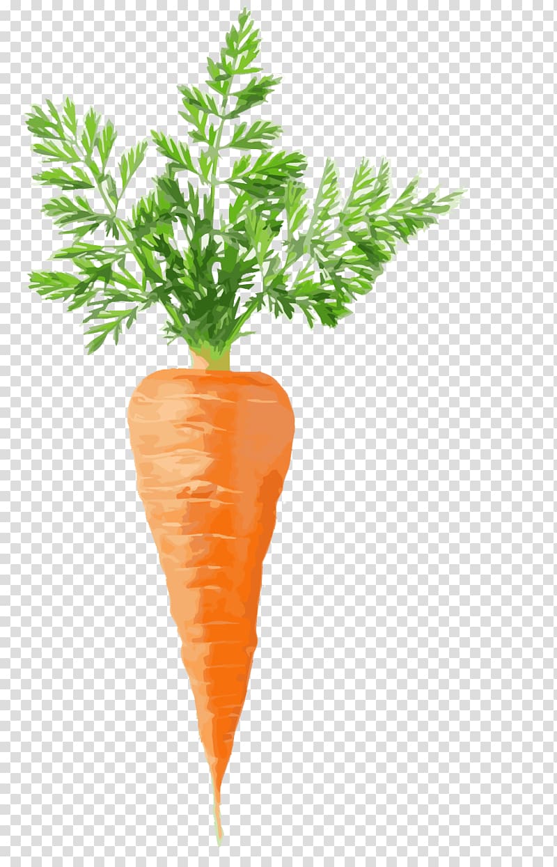 carrot illustration, Juice Carrot cake Vegetable, carrot transparent background PNG clipart