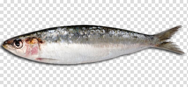 Sardine Fish steak Fish oil Oily fish, fish transparent background PNG clipart