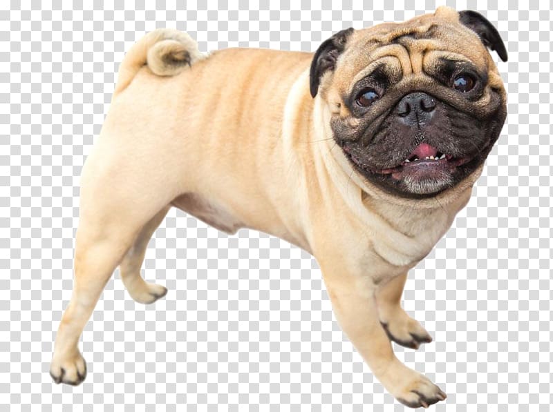 Pug Bull Terrier Bulldog Puppy Fawn, Shapi dog side transparent background PNG clipart