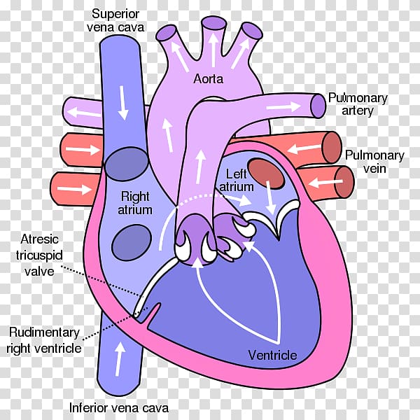 Heart valve Atrium Anatomy Diagram, heart transparent background PNG clipart