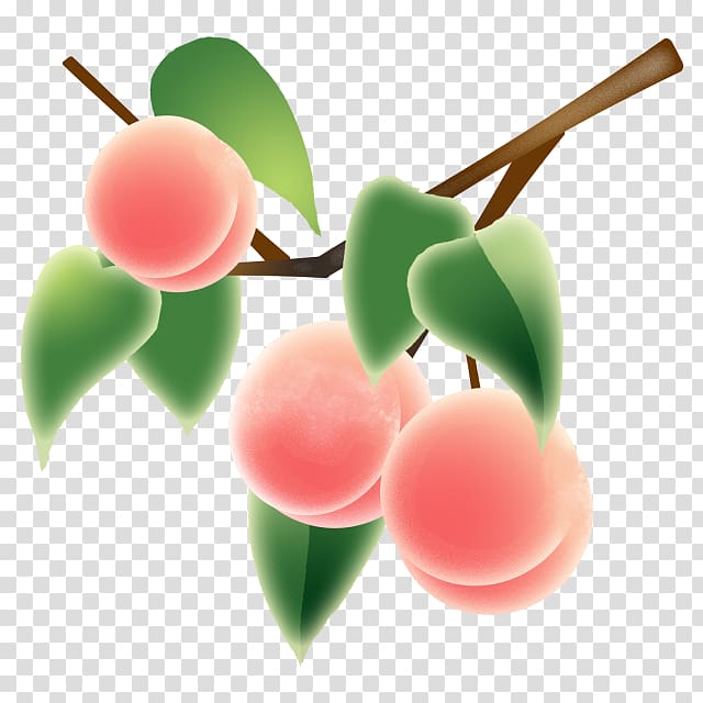 Fruit Chomeizuikaku Hot Spring Peach Orchard, peach transparent background PNG clipart