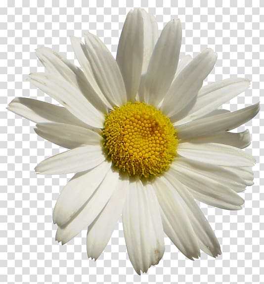 German chamomile , others transparent background PNG clipart